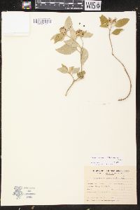 Croton subpannosus image