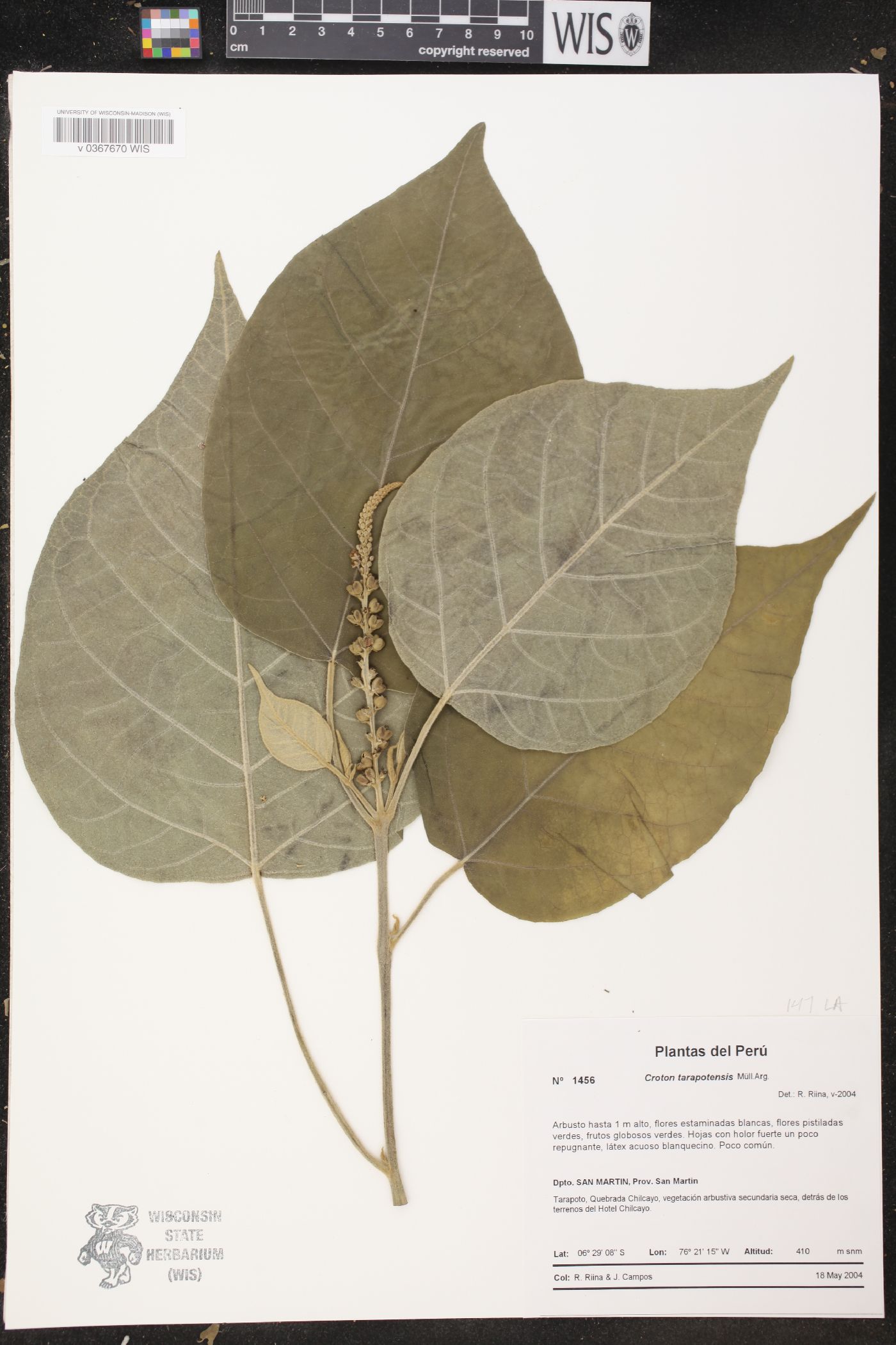 Croton tarapotensis image