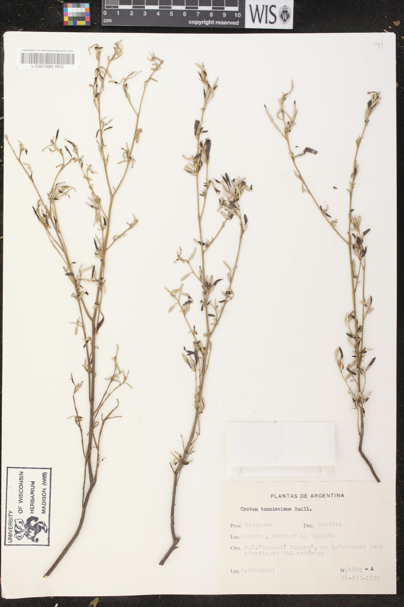 Croton tenuissimus image