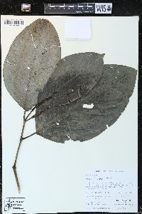 Piper sublineatum image