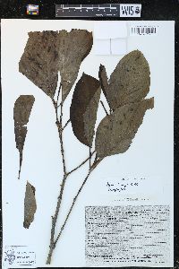 Piper sublineatum image