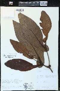 Piper biseriatum image