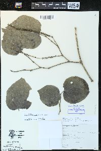 Piper brevipedicellatum image