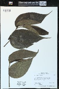 Piper bullosum image