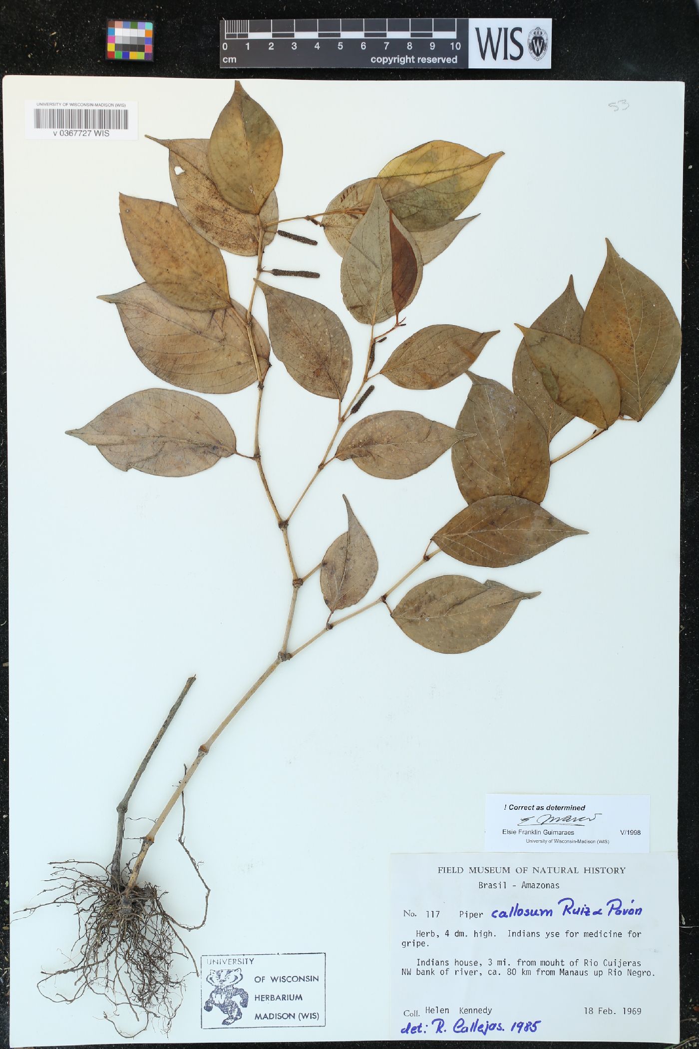 Piper callosum image