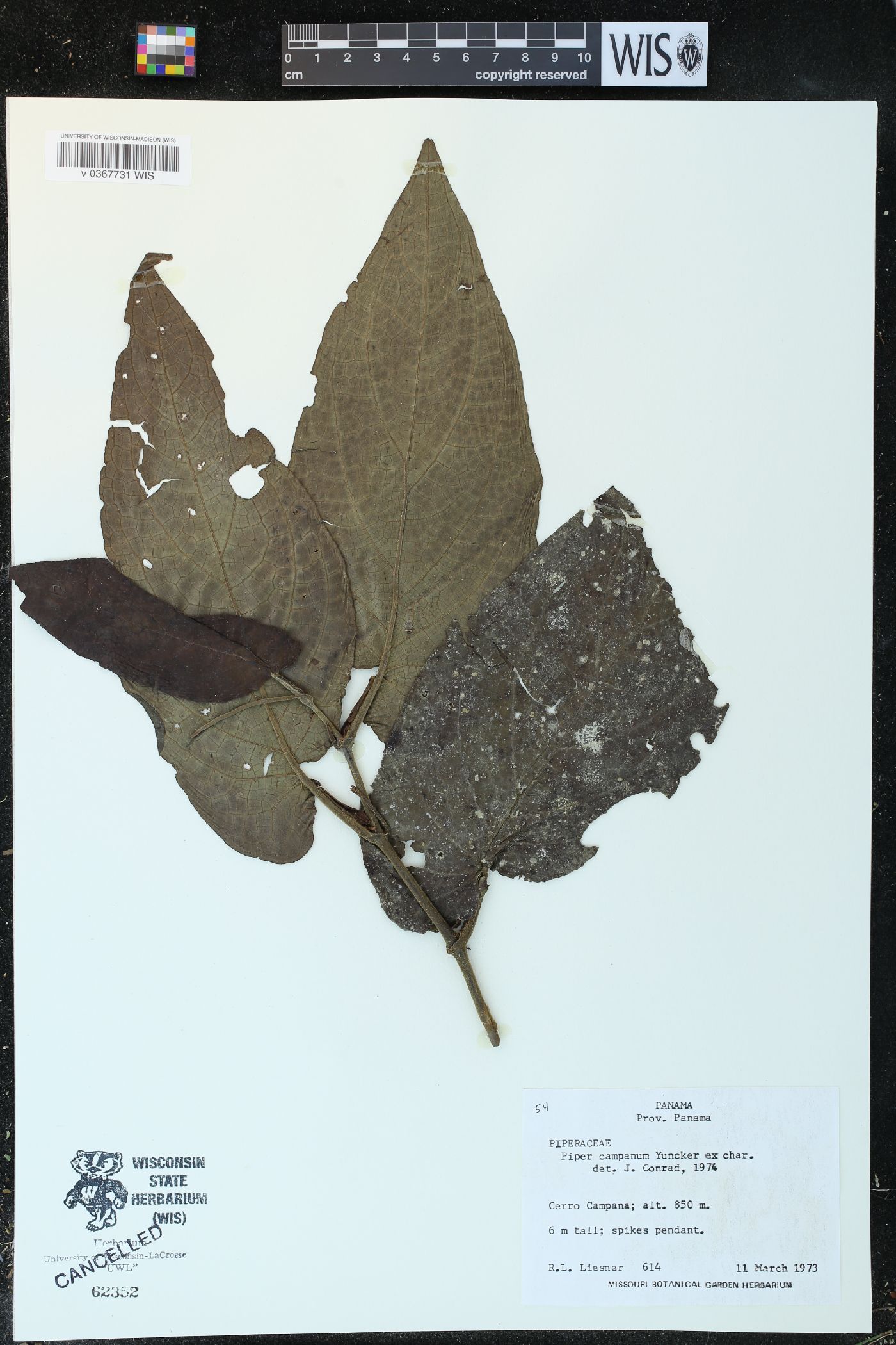 Piper campanum image