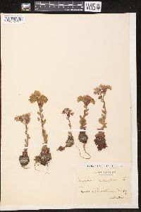 Sempervivum arachnoideum image