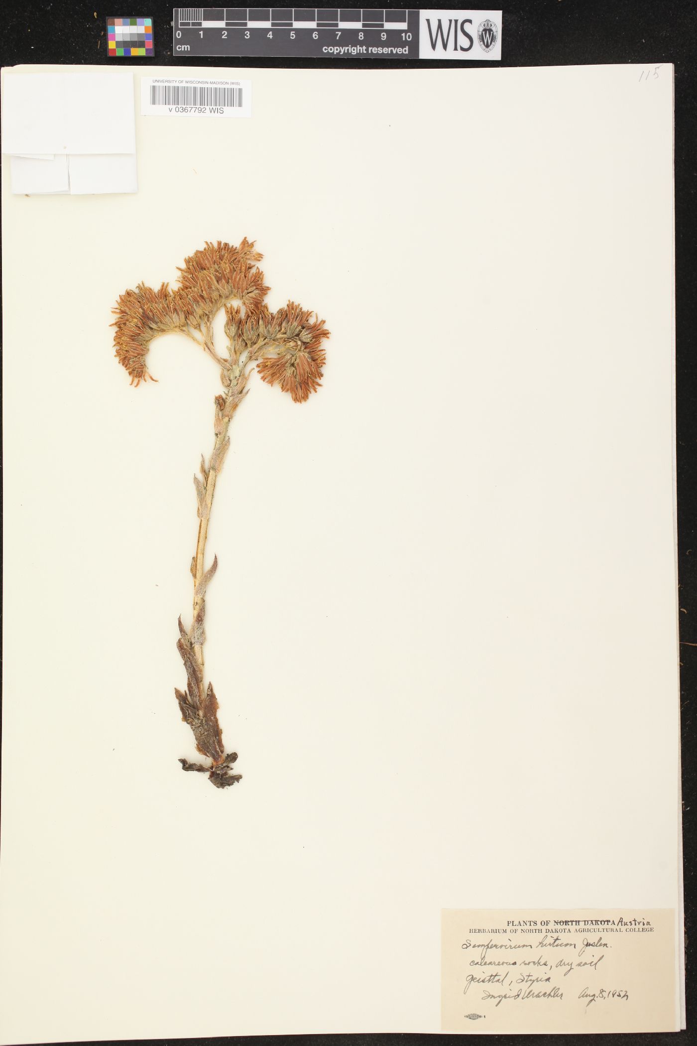 Sempervivum hirtum image