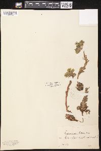 Image of Sempervivum pittonii