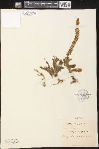 Orostachys malacophylla image