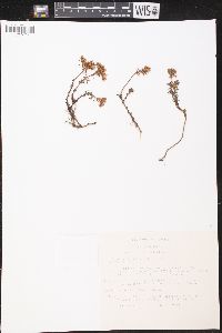 Villadia parviflora image