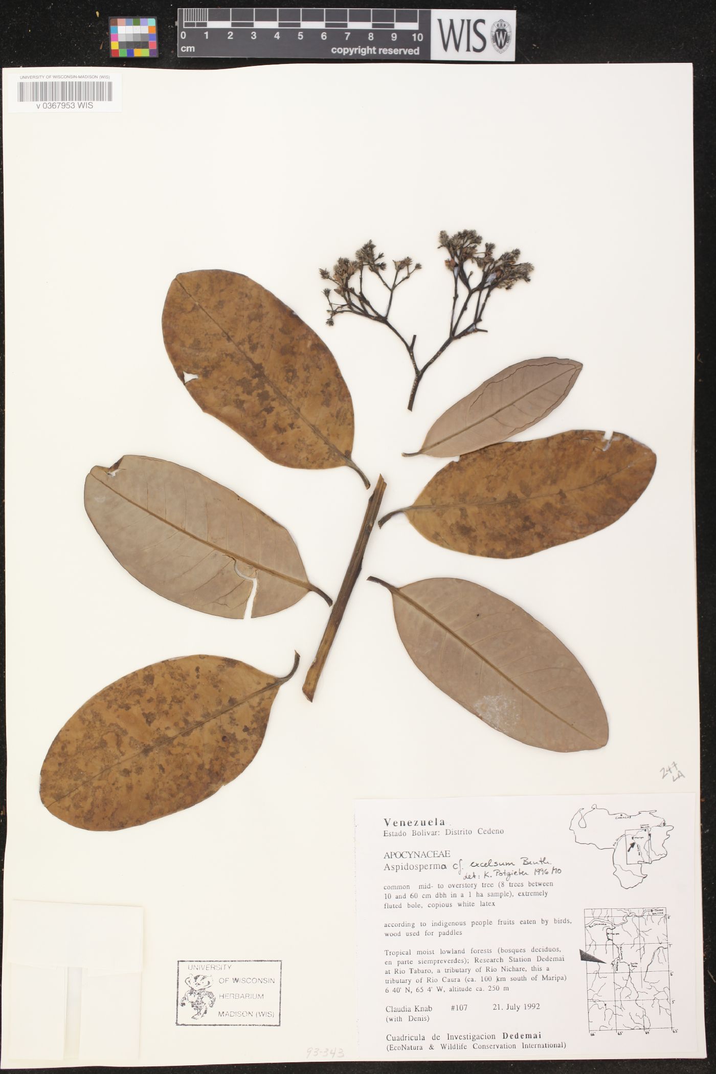 Aspidosperma excelsum image