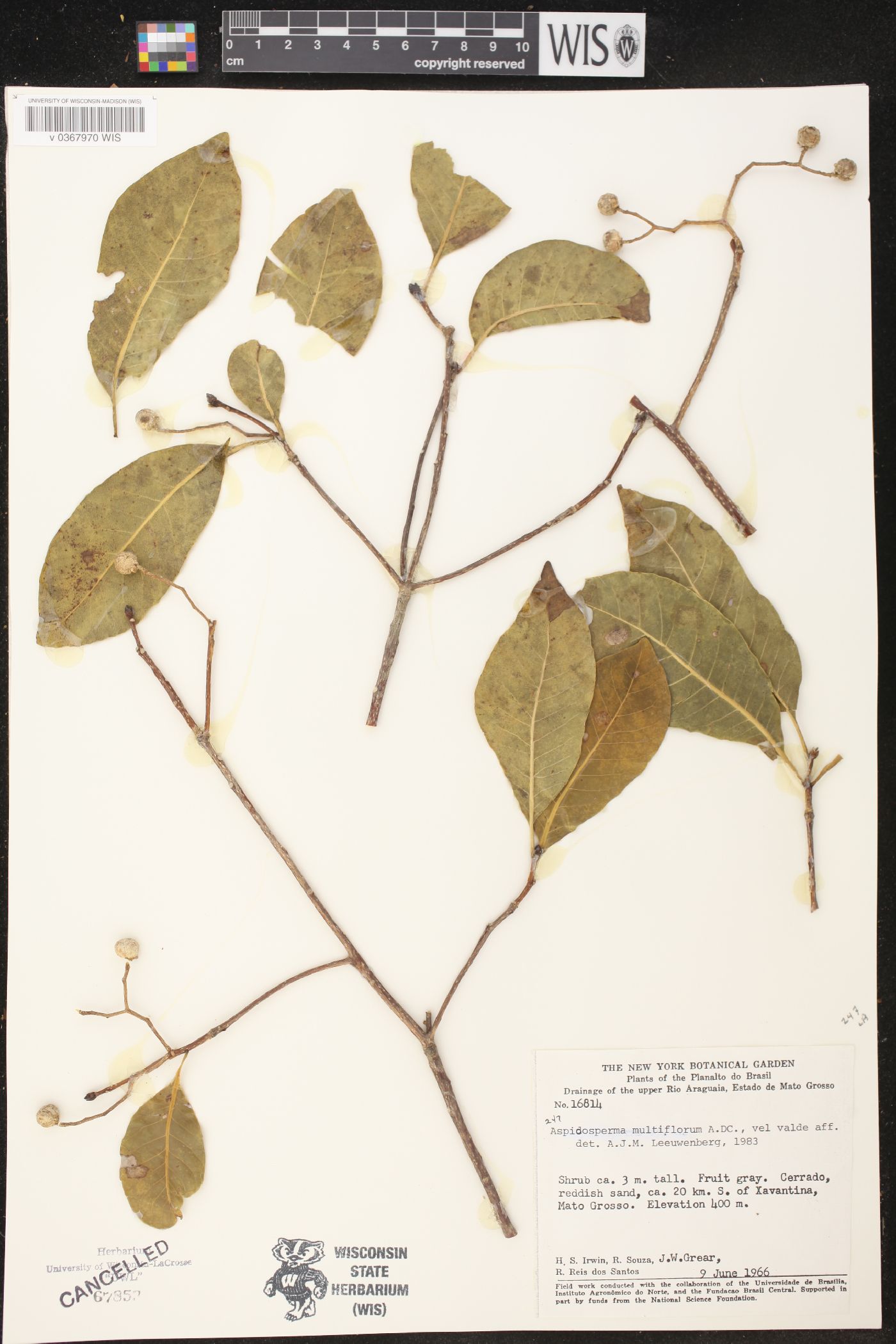 Aspidosperma multiflorum image