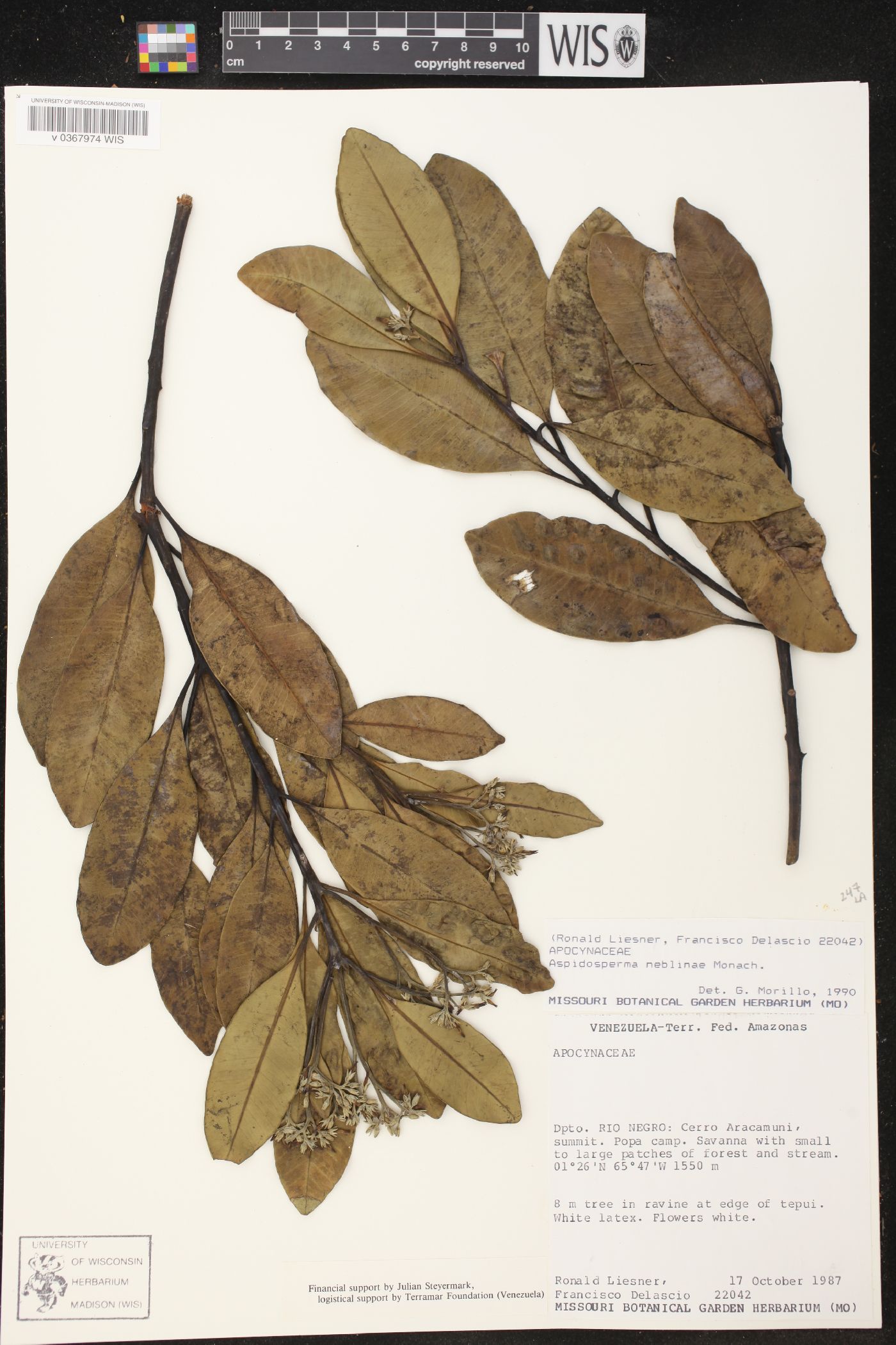 Aspidosperma neblinae image