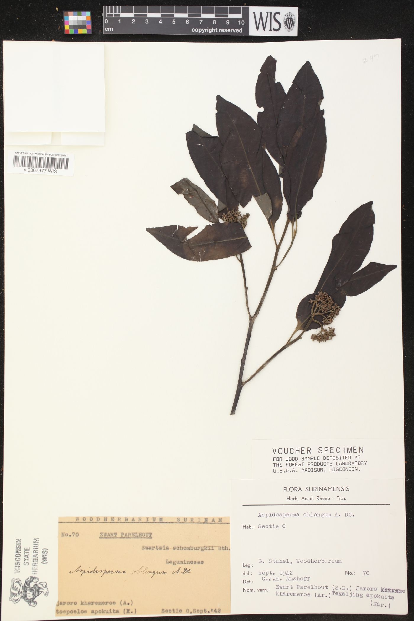 Aspidosperma oblongum image