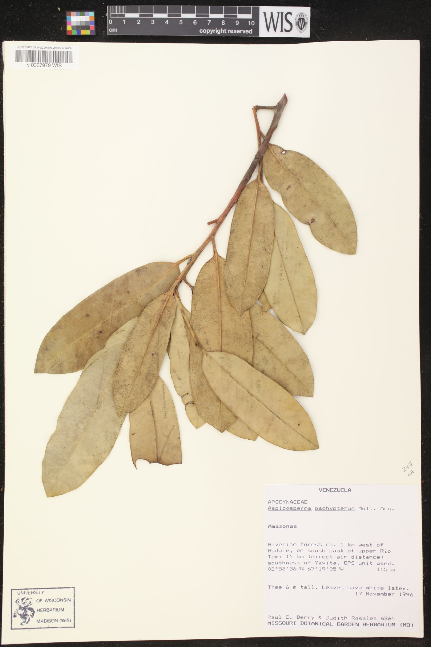 Aspidosperma pachypterum image