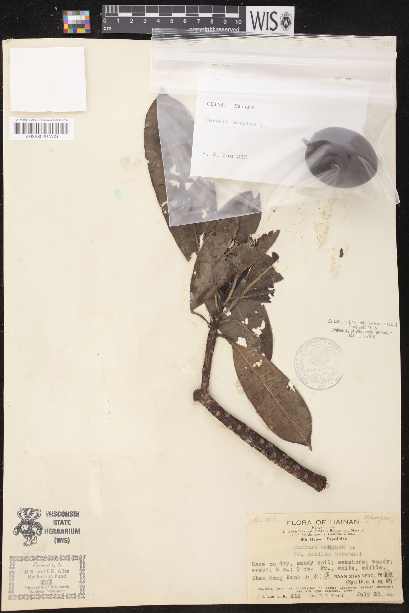 Cerbera manghas image