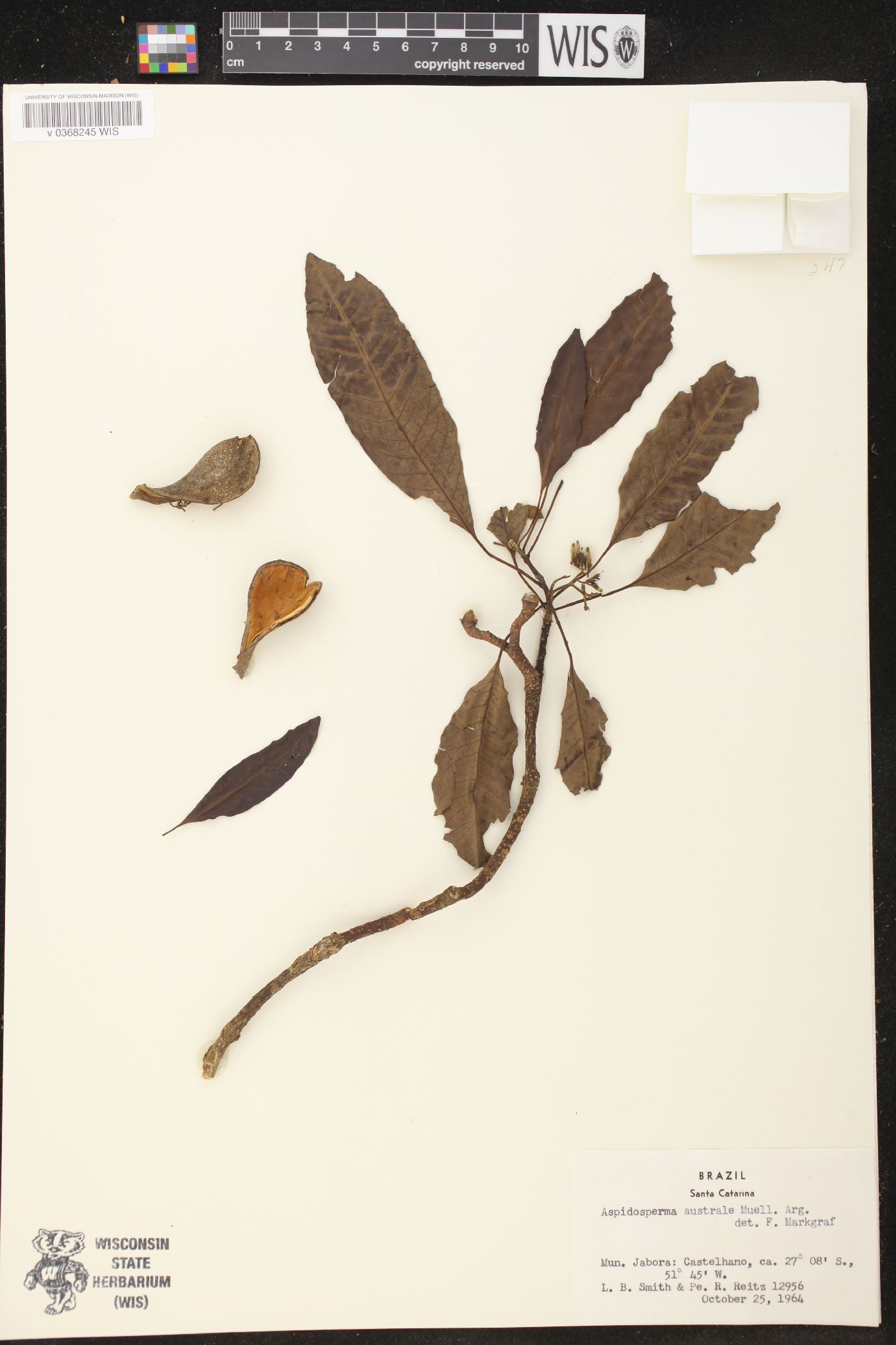 Aspidosperma australe image