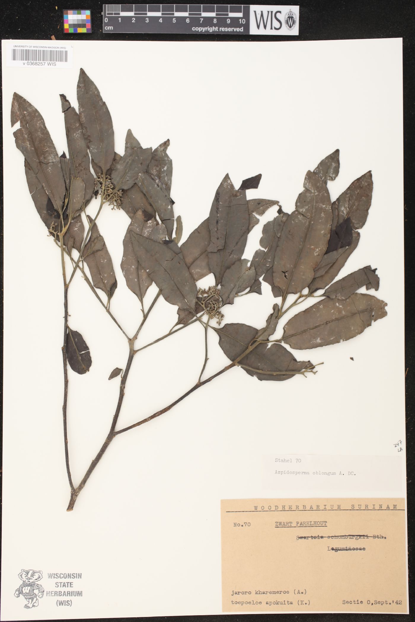 Aspidosperma oblongum image