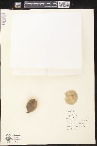 Aspidosperma quebracho-blanco image