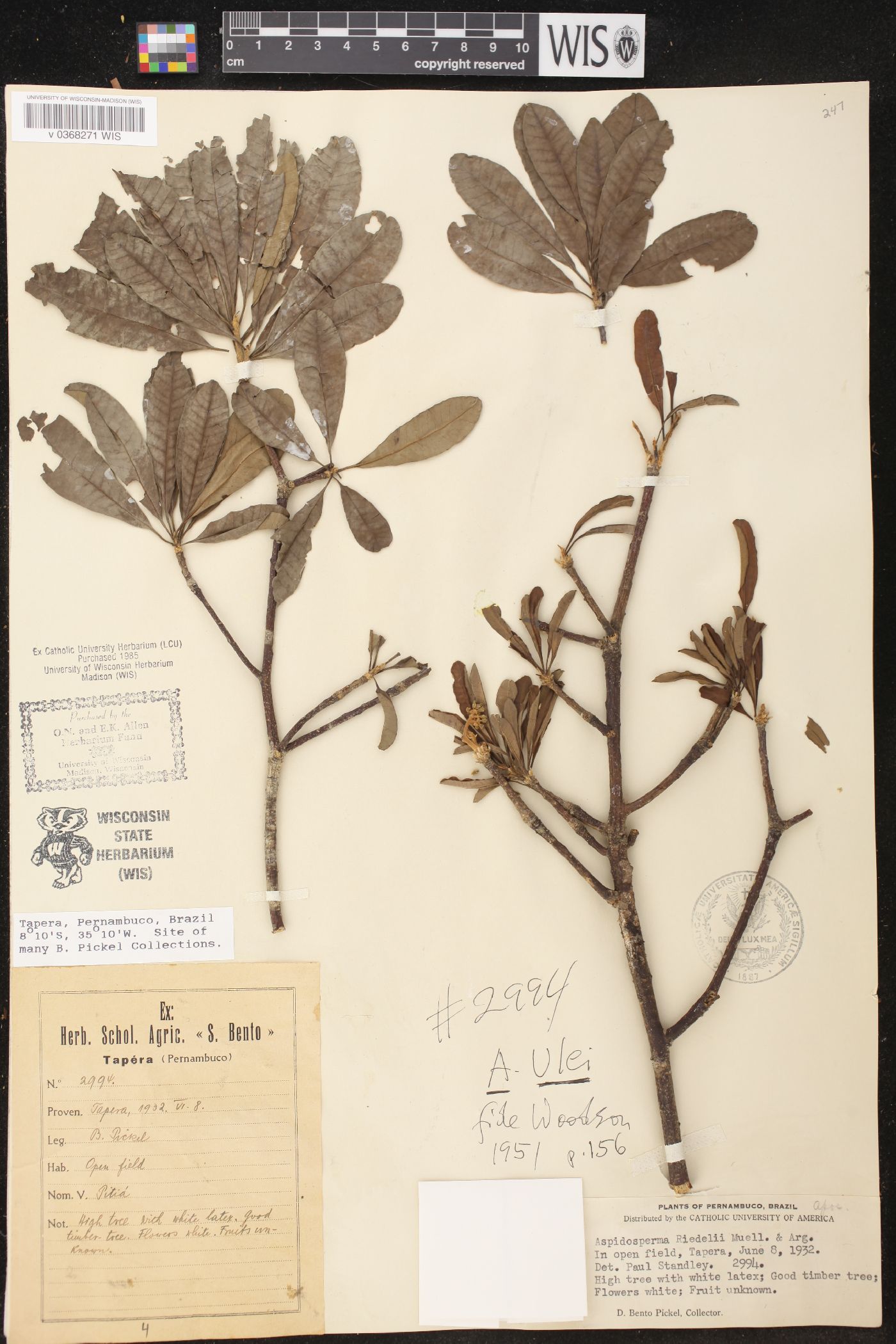 Aspidosperma ulei image