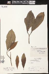 Aspidosperma parvifolium image