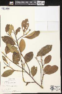 Aspidosperma parvifolium image