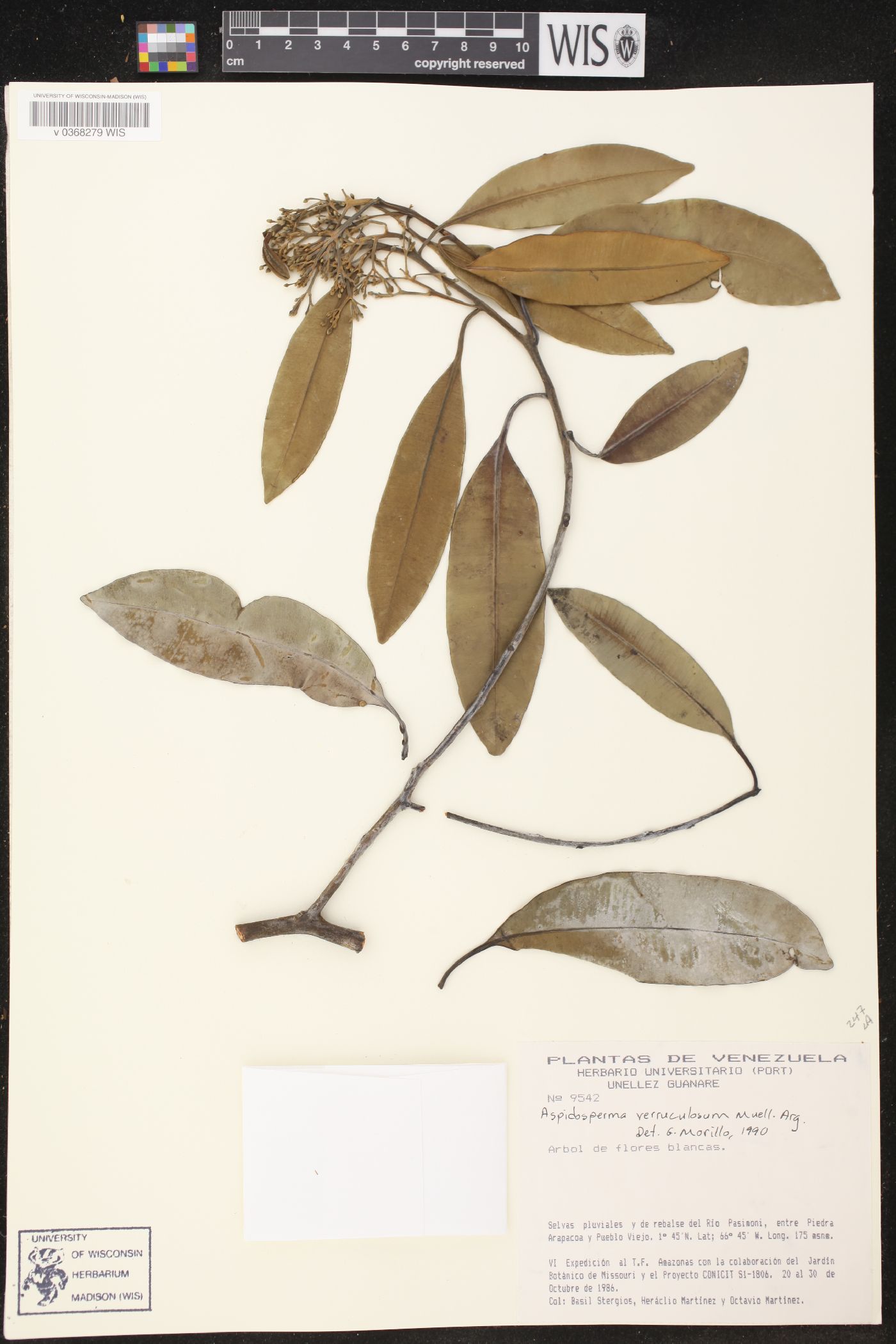 Aspidosperma verruculosum image