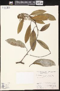 Image of Aspidosperma verruculosum