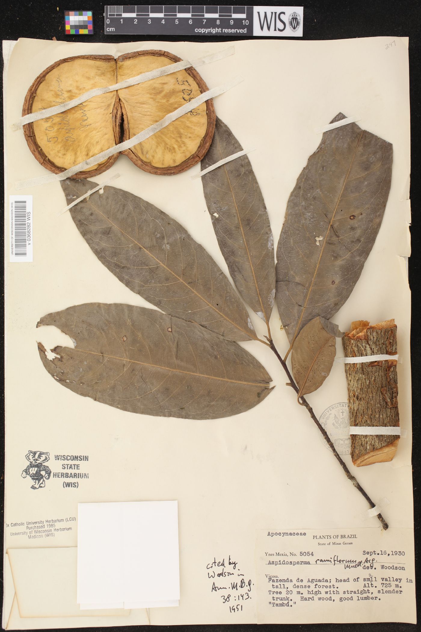 Aspidosperma ramiflorum image