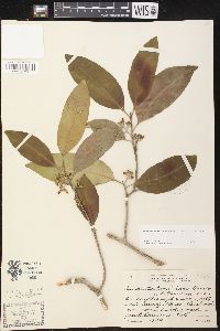Aspidosperma megalocarpon subsp. megalocarpon image