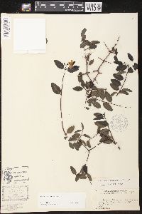 Cameraria latifolia image