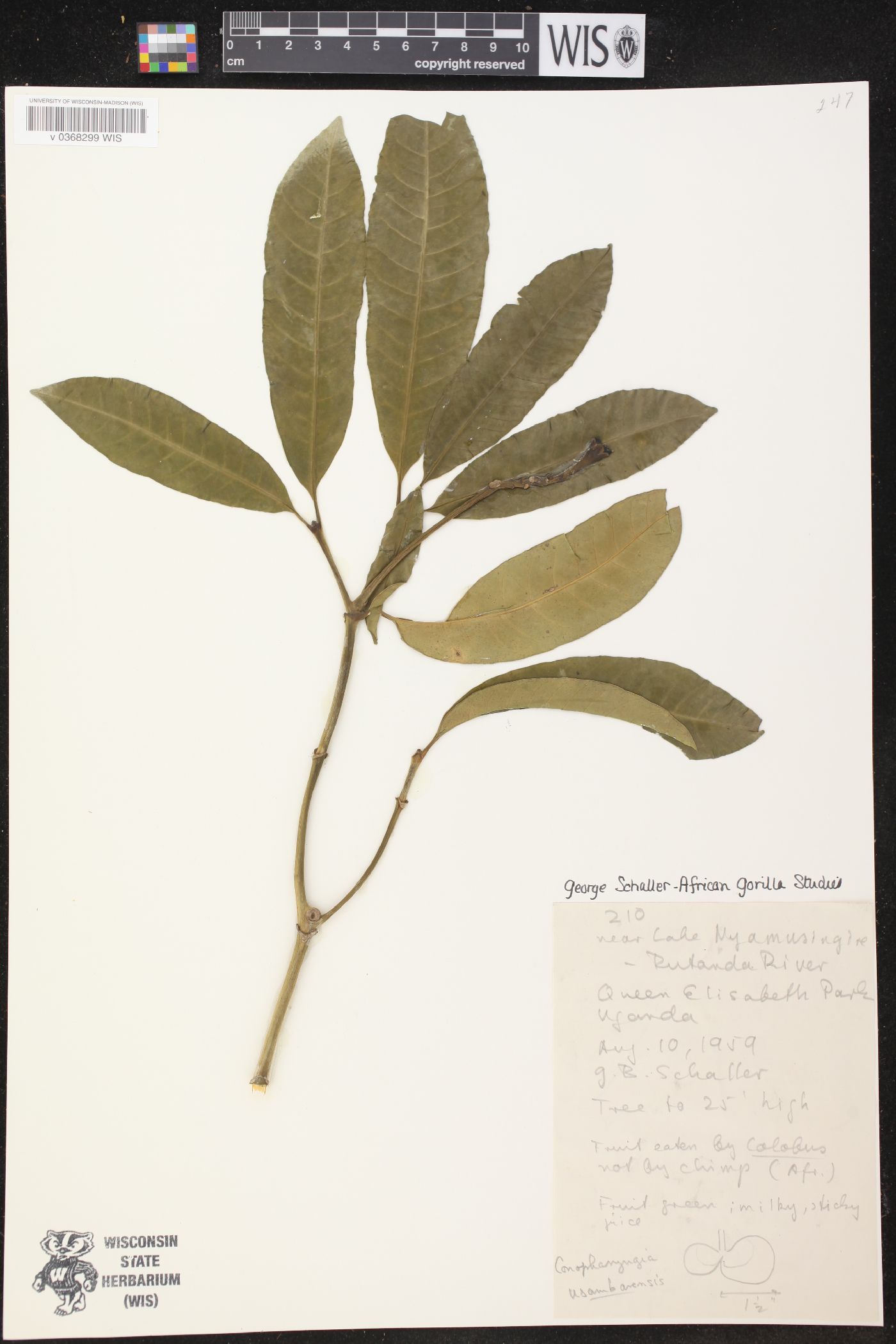 Conopharyngia image