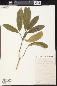 Media resource of Conopharyngia usambarensis