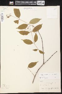Condylocarpon myrtifolium image
