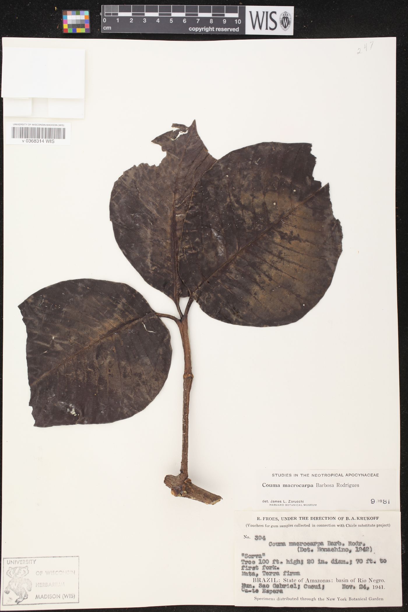 Couma macrocarpa image
