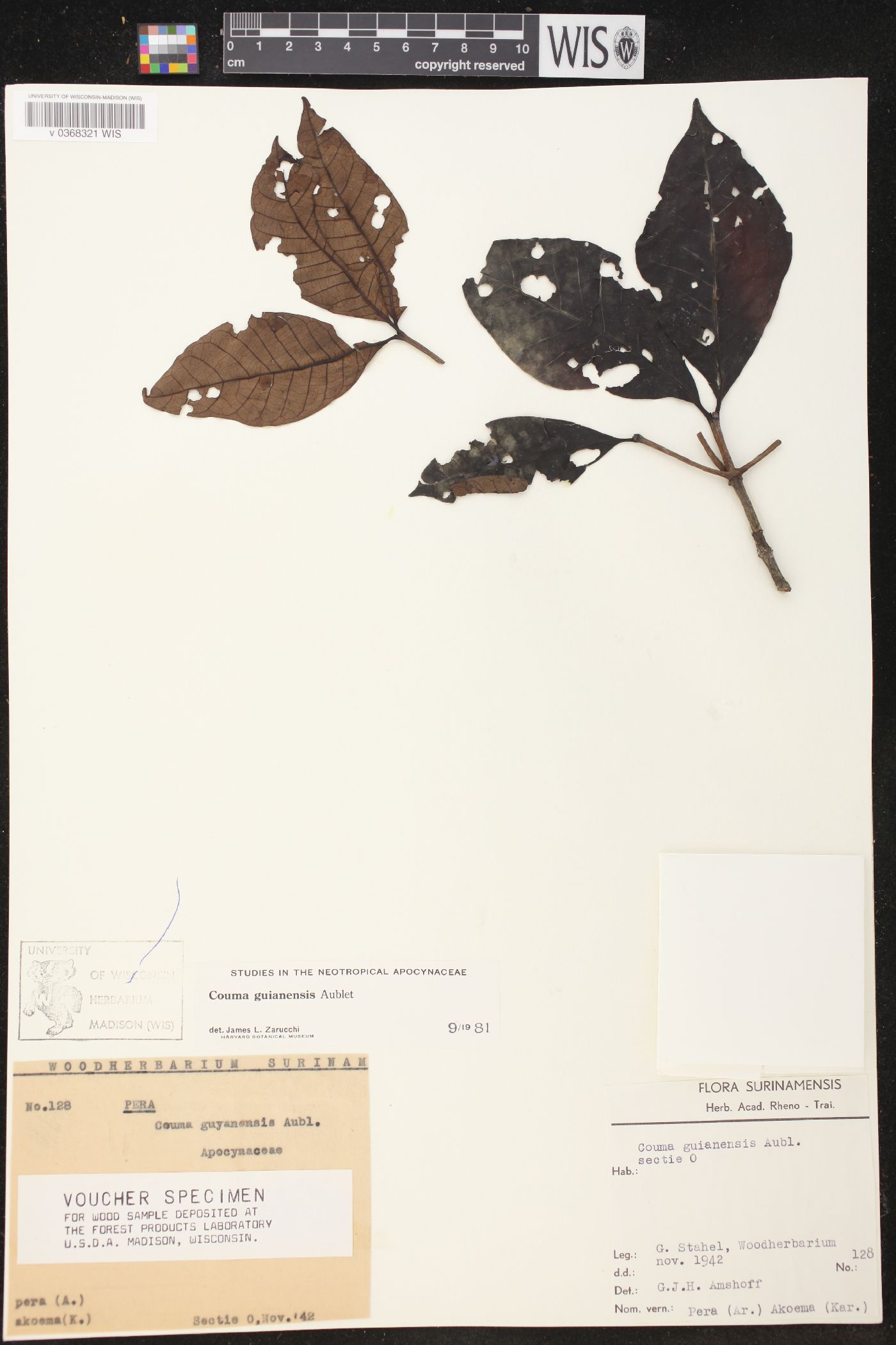 Couma guianensis image