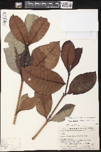 Image of Couma utilis