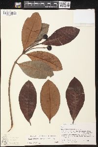 Couma utilis image