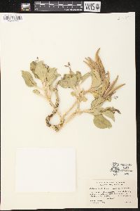 Cycladenia humilis var. venusta image