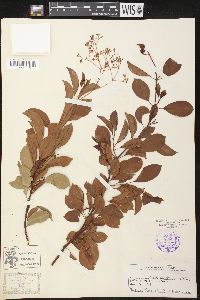 Urceola micrantha image