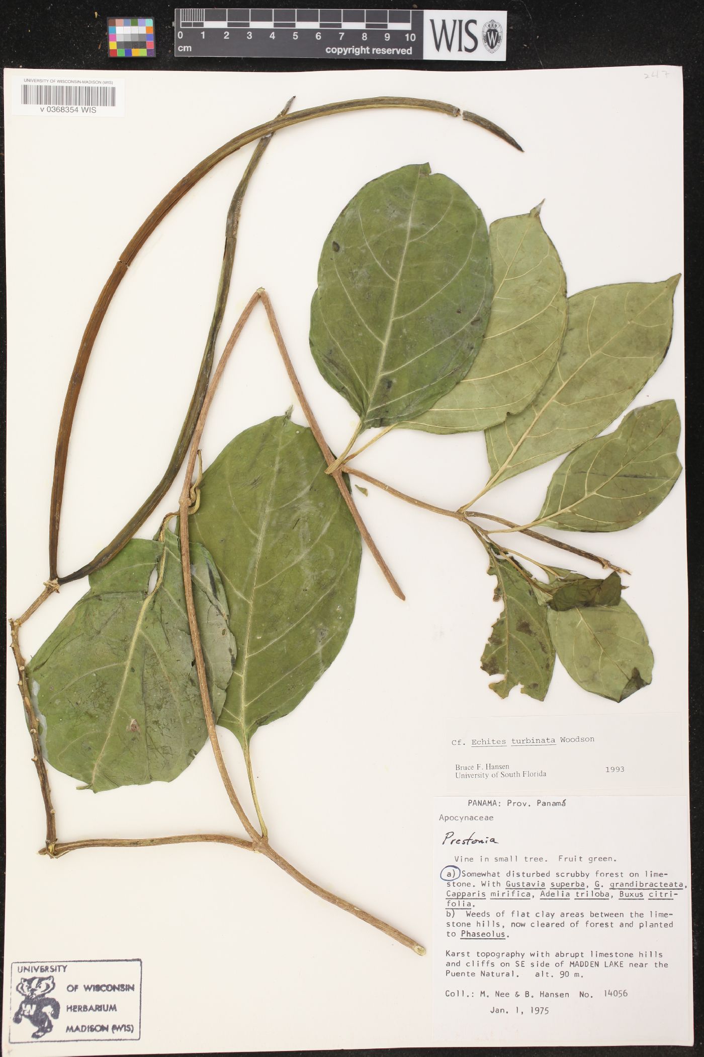 Echites turbinatus image