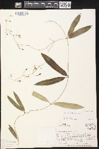 Image of Echites tuxtlensis