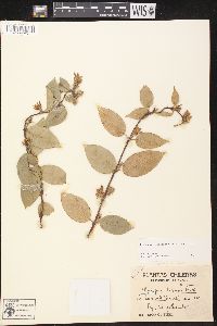 Media resource of Elytropus chilensis