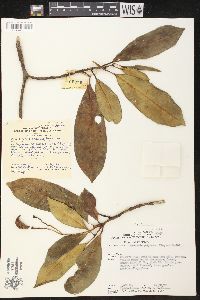 Media resource of Ervatamia polyneura
