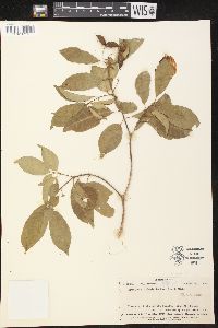 Ervatamia orientalis image