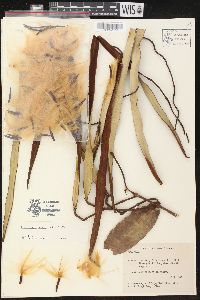 Forsteronia acouci image
