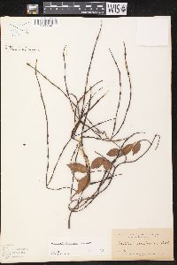 Forsteronia glabrescens image