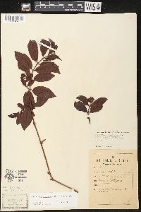 Forsteronia leptocarpa image
