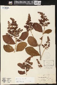 Forsteronia pubescens image